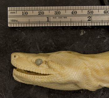 Media type: image;   Herpetology R-2097 Aspect: head lateral
